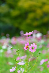緑のボケを背景に秋の風に揺れるピンクのコスモスの花