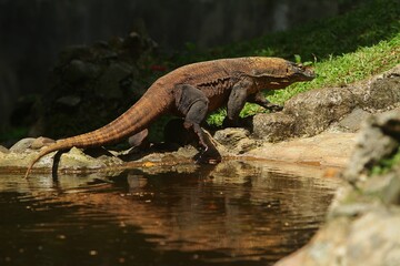 a komodo dragon is seen crawling out of the pool during the day