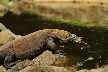 Side view of a komodo dragon drinking in a pond during the day