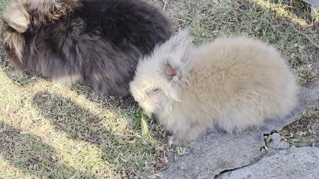 Two fluffy rabbits, one light brown/tan and one dark gray/black, are sitting on patchy grass and dirt, with the tan rabbit nibbling on a leaf.