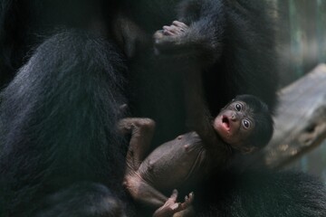 baby siamang with its mother