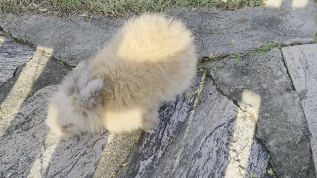 An overhead view of a fluffy, light brown rabbit eating kibble and standing on rough, cracked stone pavement and patchy grass, bathed in warm sunlight.