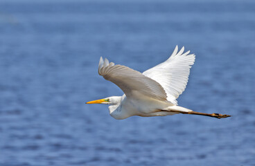 white large heron in flight above blue water
