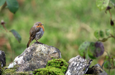 Closeup of a Robin perched on a dry stone wall, Cumbria, England
