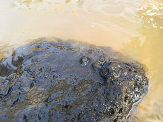 Bubbles on a Wet Rock in Murky Water