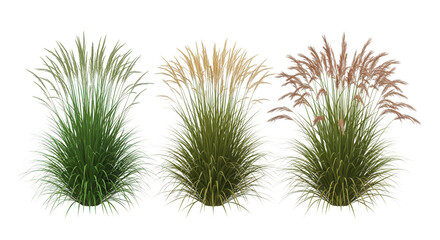 Set of three highly detailed isolated ornamental grass clumps on white background