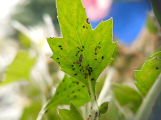 Close up of a plant leaf infested with aphids and other small insects