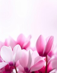 Fototapeta premium Cyclamen Flowers