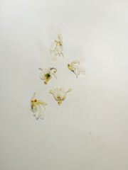 Delicate White Blossoms Scattered on a Light Surface