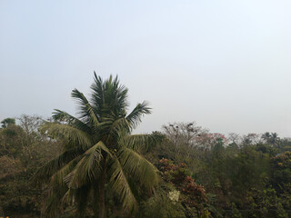 Tropical Landscape with Coconut Palm Tree and Hazy Sky