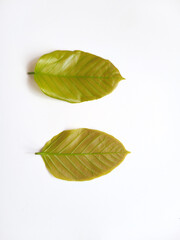 Two Fresh Green Leaves on White Background