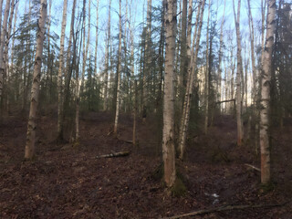 forest in the morning