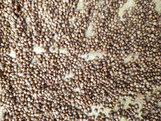 Dried Brown Seeds Spread Out on a Textured Surface