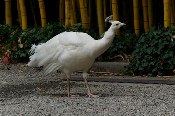white peacock in the garden