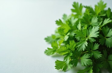 Fototapeta premium Fresh green parsley herb bunch lays on light background. Vibrant healthy leaves show fine texture. Natural ingredient for cooking healthy organic food ready for kitchen use, culinary garnishing.