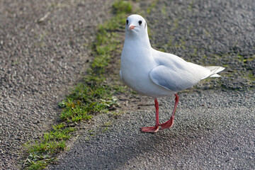 black headed gull on a path