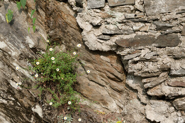 wildflowers growing on a wall