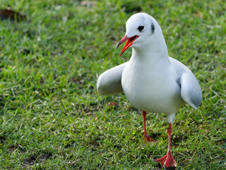 black headed gull walking
