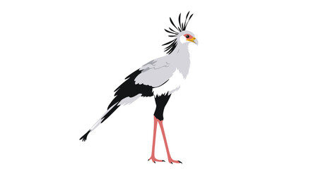 Obraz premium A detailed vector illustration of a majestic secretary bird with its distinctive crest and long legs isolated on a white background.