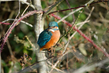 kingfisher on branch