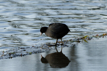 coot with reflection stepping into lake
