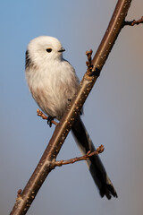 Long-tailed Tit · Aegithalos caudatus 