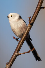 Long-tailed Tit · Aegithalos caudatus · (Linnaeus, 1758)