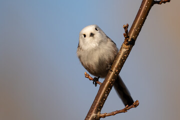 Long-tailed Tit · Aegithalos caudatus 