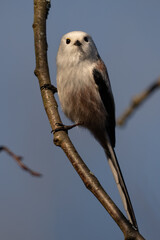 Long-tailed Tit · Aegithalos caudatus 
