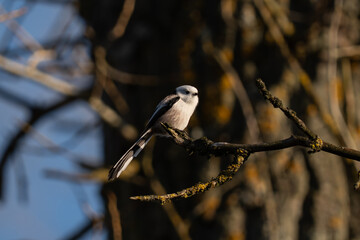 Long-tailed Tit · Aegithalos caudatus 