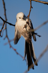 Long-tailed Tit · Aegithalos caudatus 