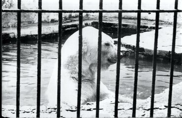 Polar bear in a zoo cage, old film photo