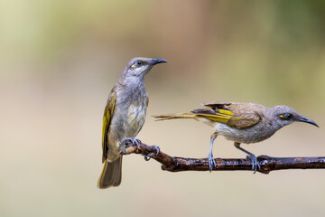 Brown Honeyeater – Lichmera indistincta hotographs clean green background in Bali, Indonesia