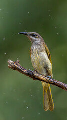 Brown Honeyeater – Lichmera indistincta hotographs clean green background in Bali, Indonesia