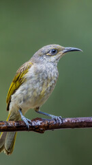 Brown Honeyeater – Lichmera indistincta hotographs clean green background in Bali, Indonesia