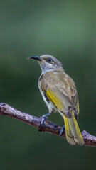 Brown Honeyeater – Lichmera indistincta hotographs clean green background in Bali, Indonesia