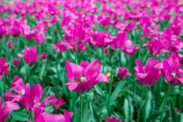 A field of beautiful bright purple tulips, a background of tulips. Lots of purple tulips