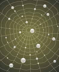 Lacy spider web with water droplets on green background. Vector illustration