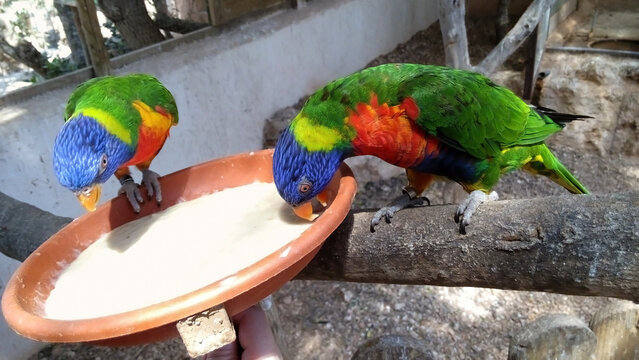 Visitantes de zoo alimentando con papilla para loros a coloridos lori arco&iacute;ris en aviario, Santa Eug&egrave;nia, Mallorca, Islas Baleares. Actividades con animales, diversi&oacute;n familiar, fauna silvestre. 
