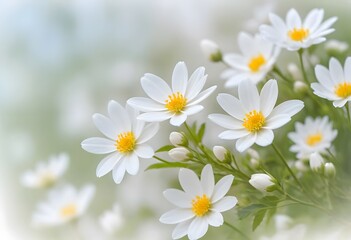 Fototapeta premium Delicate White Flowers with Yellow Centers on a Soft Green Background