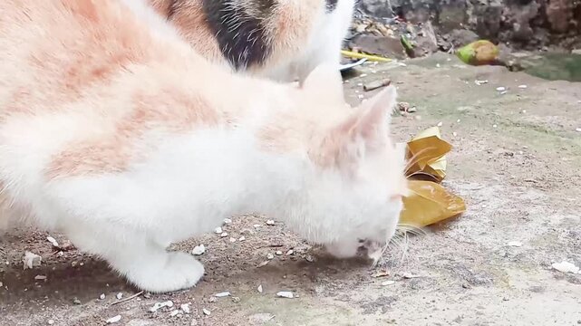 Cats' teeth are strong enough to chew and eat bones for both biological and structural reasons. Cats are obligate carnivores, so their teeth are specifically designed for this role.