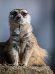 A cute meerkat facing forward