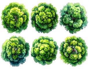 Overhead watercolor depictions of various vibrant green, leafy trees, isolated on white background
