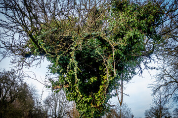 Baum mit viel Efeu