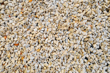 Photo of pumpkin seeds during drying.