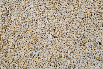 Photo of pumpkin seeds during drying.