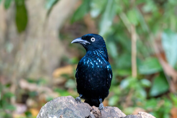 Crested Drongo (Dicrurus balicassius) in its natural tropical habitat in Bali, Indonesia. The species is shown within lush green vegetation, illustrating the forest ecosystem where it lives.