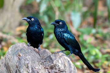 Crested Drongo (Dicrurus balicassius) in its natural tropical habitat in Bali, Indonesia. The species is shown within lush green vegetation, illustrating the forest ecosystem where it lives.