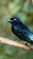 Crested Drongo (Dicrurus balicassius) in its natural tropical habitat in Bali, Indonesia. The species is shown within lush green vegetation, illustrating the forest ecosystem where it lives.