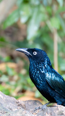 Crested Drongo (Dicrurus balicassius) in its natural tropical habitat in Bali, Indonesia. The species is shown within lush green vegetation, illustrating the forest ecosystem where it lives.